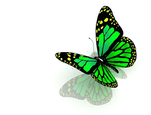 Yeşil renkli kelebek — Stok fotoğraf