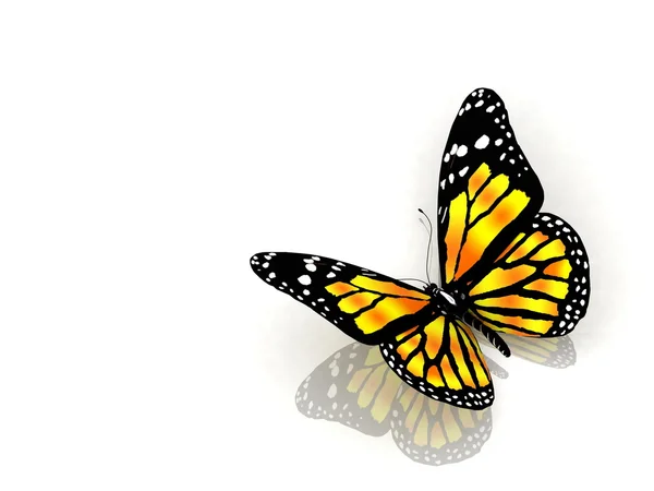 Бабочка изолирована на белом фоне — стоковое фото