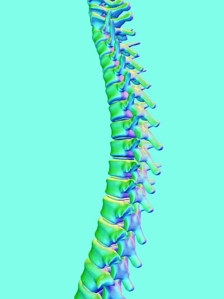 Columna vertebral — Foto de Stock