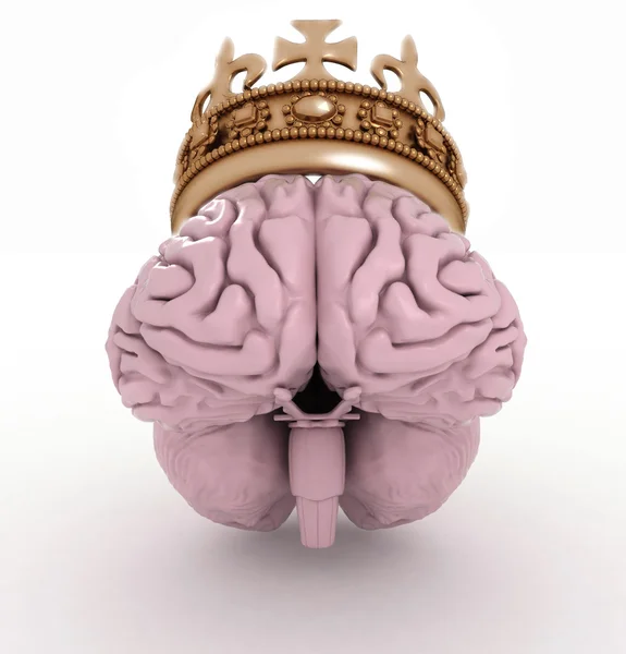 Cerveau avec couronne — Photo