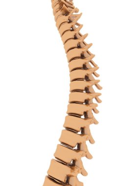 Backbone clipart