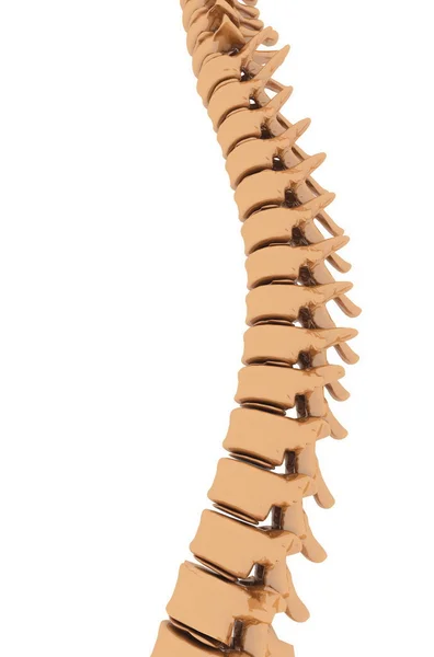 Espinha dorsal — Fotografia de Stock
