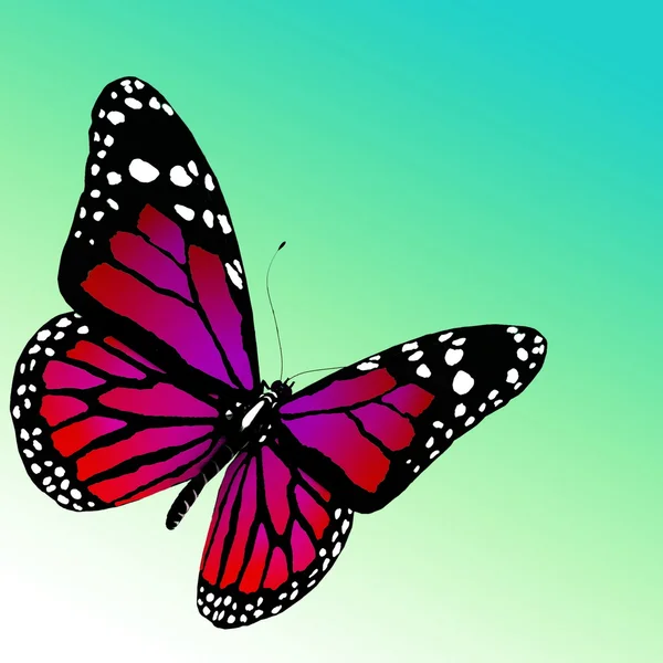 Бабочка на белом фоне — стоковое фото