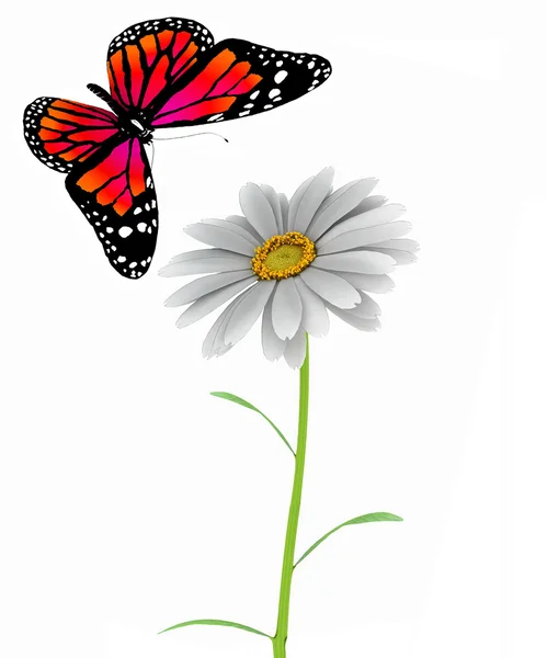 Mariposa y margarita sobre fondo blanco — Foto de Stock