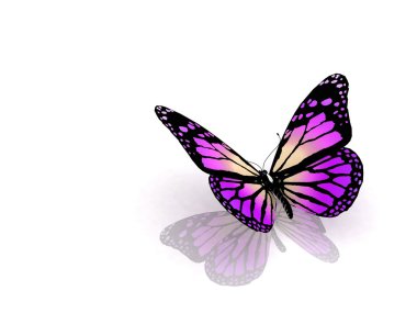 Butterfly clipart