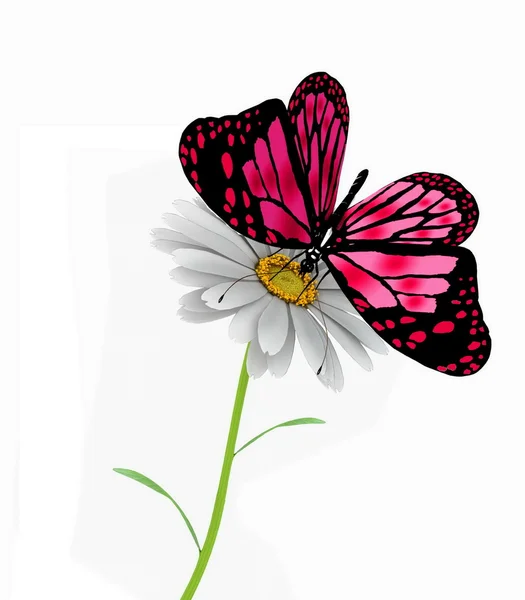 Butterfly and daisy — Stock Photo, Image