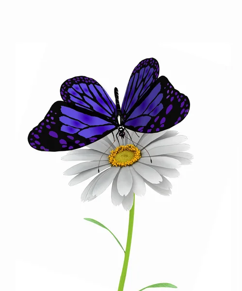 Fjäril och daisy — Stockfoto