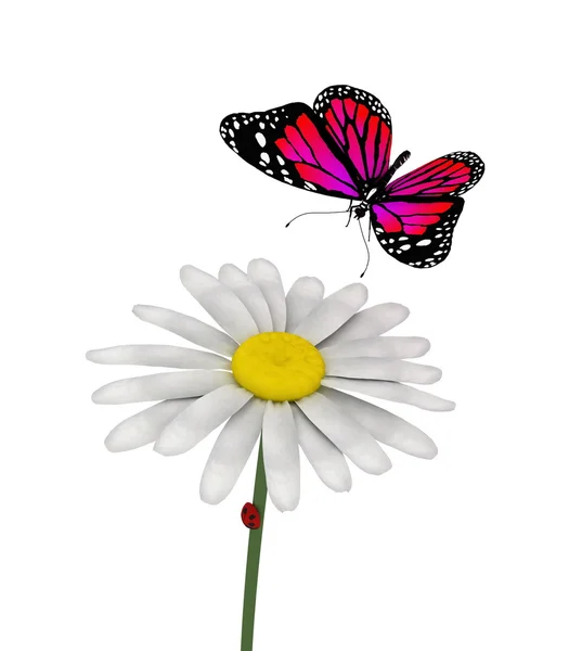 Motýl a daisy — Stock fotografie