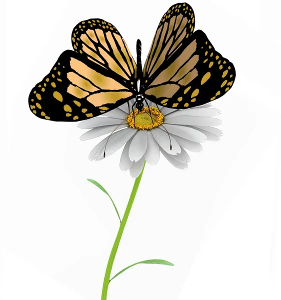 Papillon et marguerite — Photo