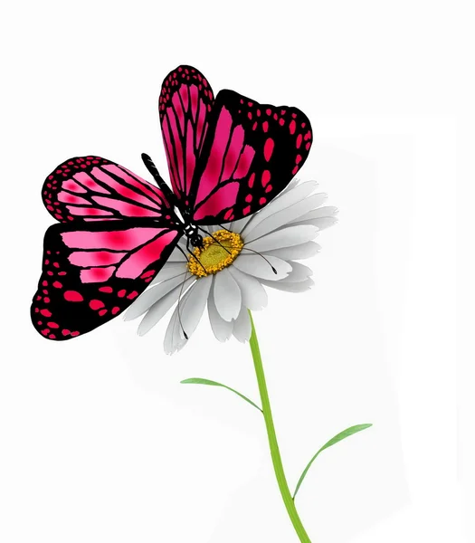 Schmetterling und Gänseblümchen — Stockfoto