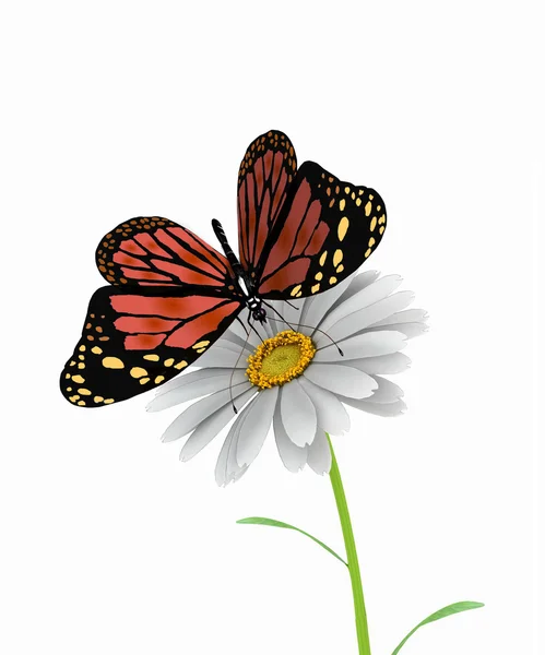 Motyl i stokrotka — Zdjęcie stockowe