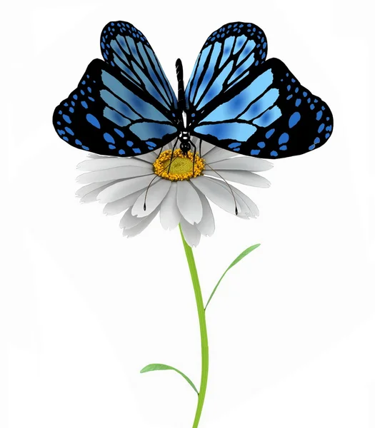 Butterfly — Stock Photo, Image