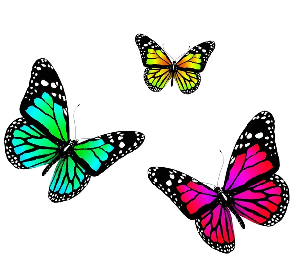 Papillons — Photo