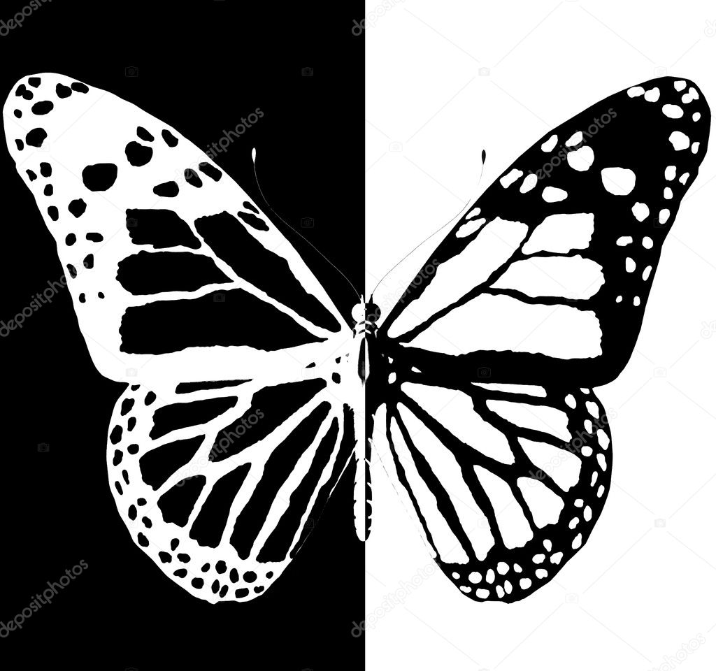 Silhouette of butterfly