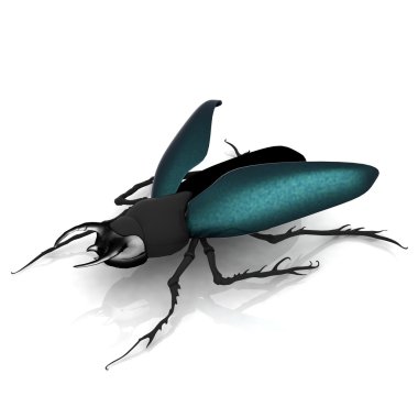 Stag beetle