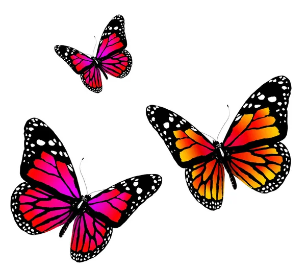 蝴蝶，蝴蝶 — 图库照片
