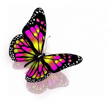 Butterfly clipart