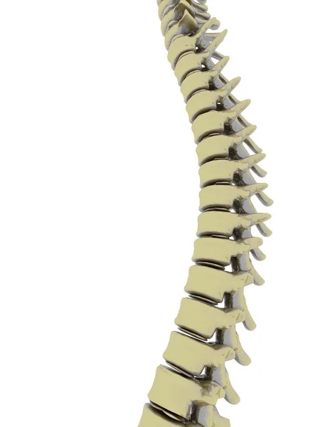 Espinha dorsal — Fotografia de Stock