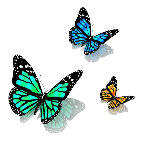 Fjärilar — Stockfoto