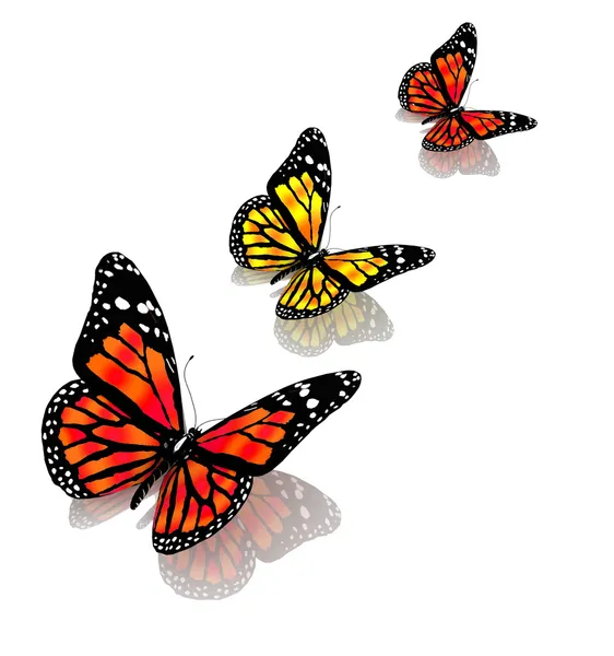 Fjärilar i gul färg — Stockfoto