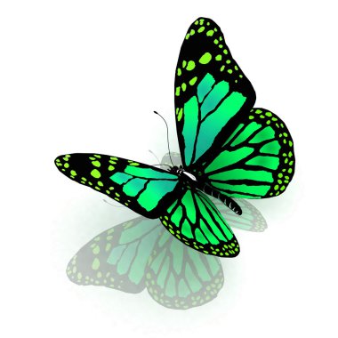 The butterfly of green color clipart