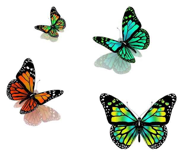 Бабочки на белом фоне — стоковое фото