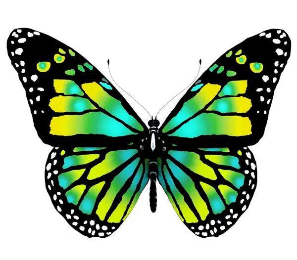 Motyl na białym tle jasny kolor na białym tle — Zdjęcie stockowe