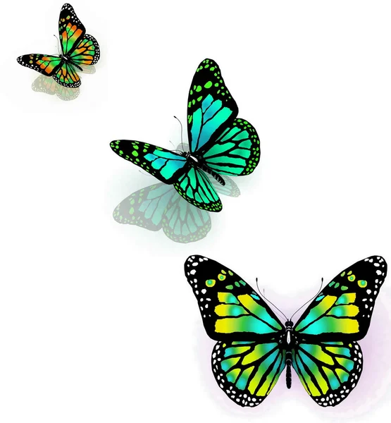 Trzy motyle na białym tle — Zdjęcie stockowe