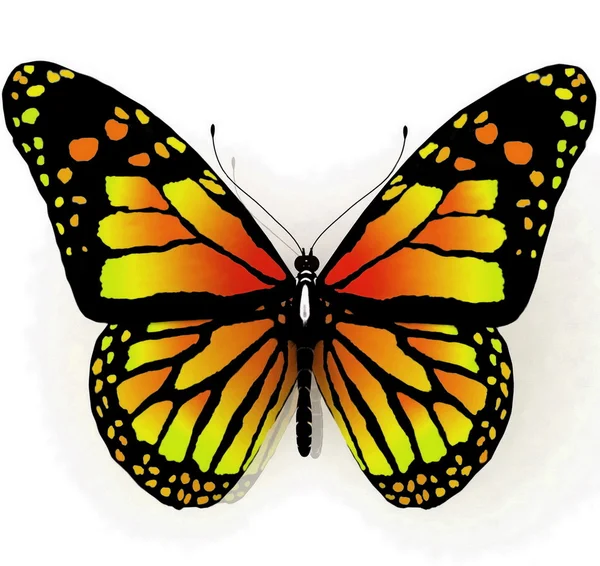 Izolované motýl na bílém pozadí — Stock fotografie