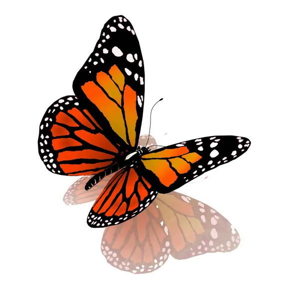 Mariposa aislada de color naranja sobre fondo blanco — Foto de Stock