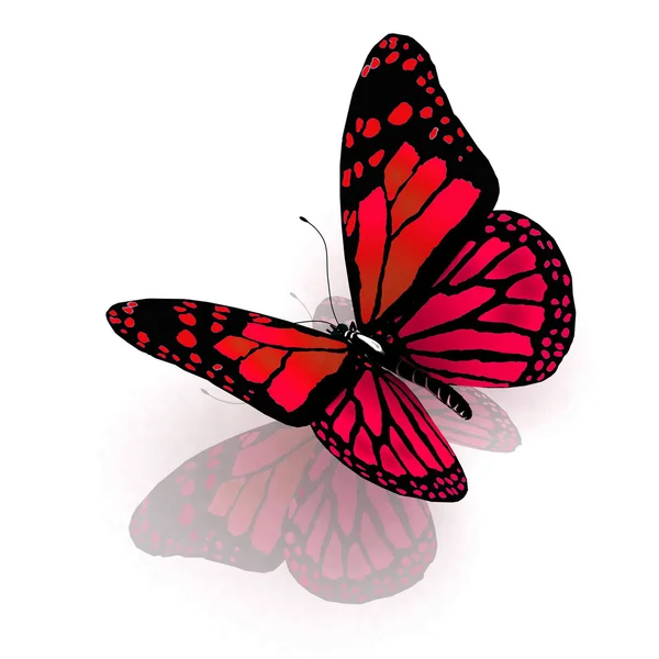Isolierter Schmetterling auf weißem Hintergrund — Stockfoto