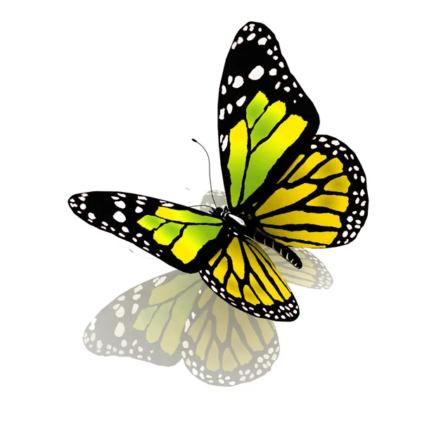 Motyl zielony kolor — Zdjęcie stockowe