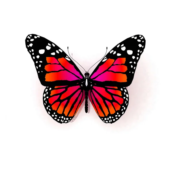 Izolované motýl na bílém pozadí — Stock fotografie