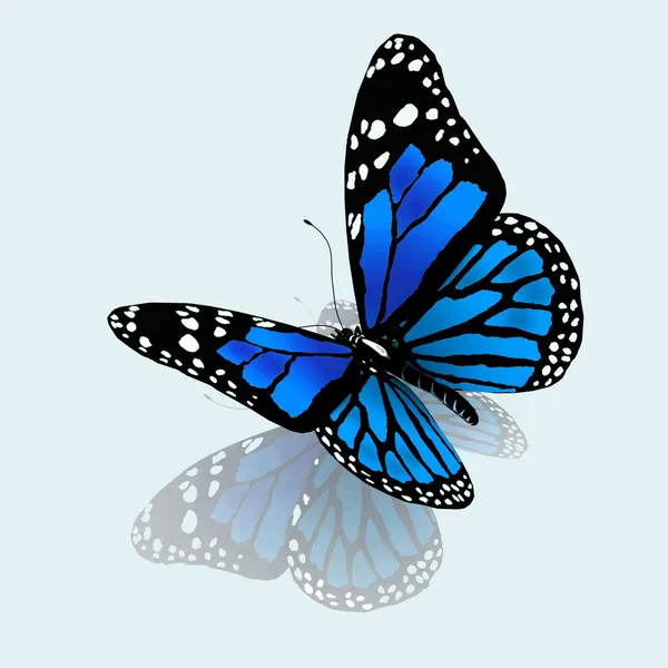 Изолированная бабочка на белом фоне — стоковое фото