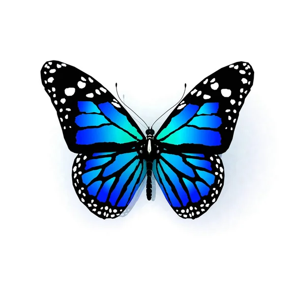 Geïsoleerde vlinder op een witte achtergrond — Stockfoto