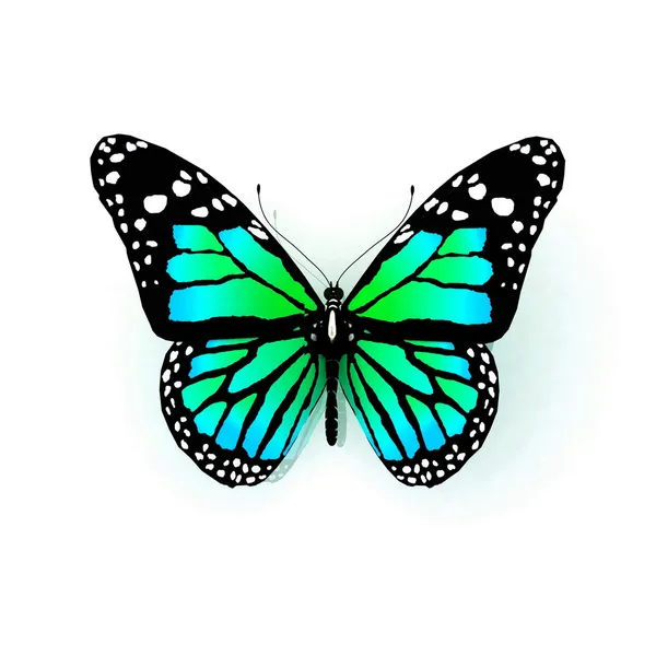 Na białym tle motyl na białym tle — Zdjęcie stockowe