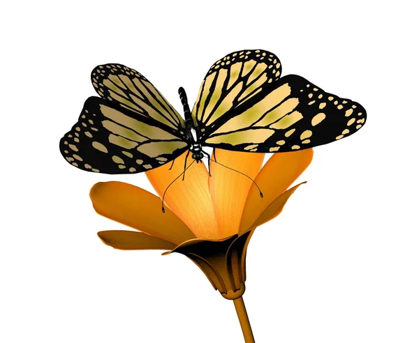 Бабочка и цветок на белом фоне — стоковое фото