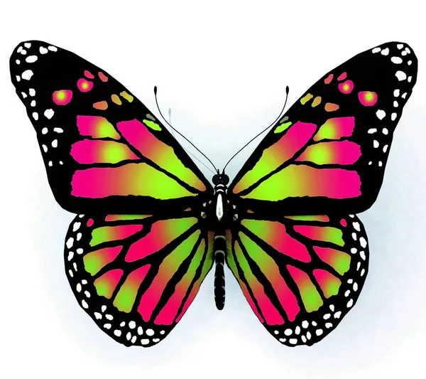 Изолированная бабочка яркого цвета на белом фоне — стоковое фото
