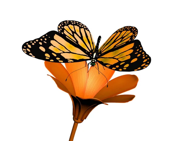 Mariposa y flor sobre fondo blanco — Foto de Stock