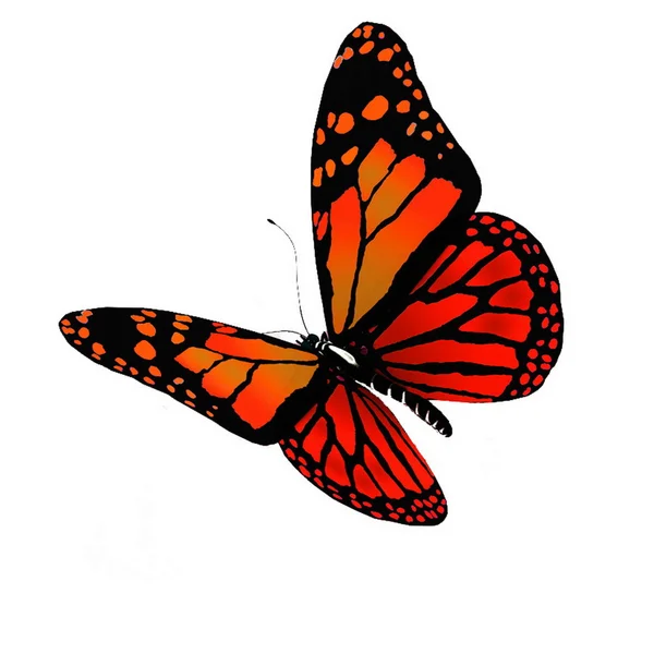 Papillon isolé de couleur vive sur fond blanc — Photo