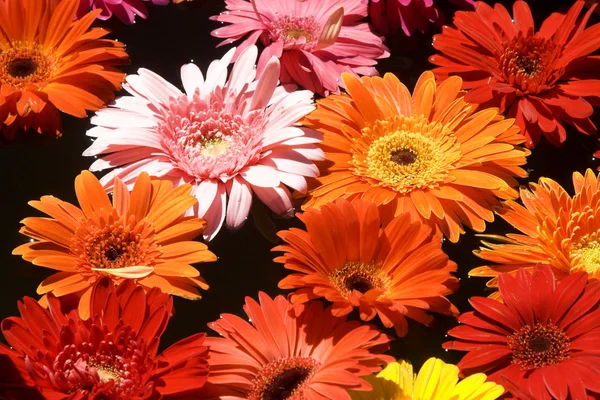 Blumen lizenzfreie Stockfotos