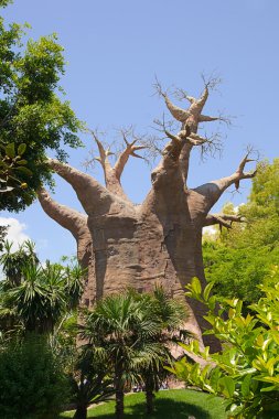 Baobab