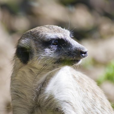 suricata