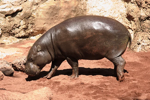 stock image Small Hippo