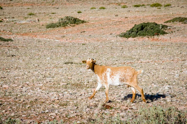 stock image Brown and white Goat