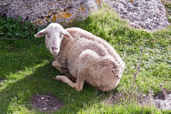 stock image Old Sheep