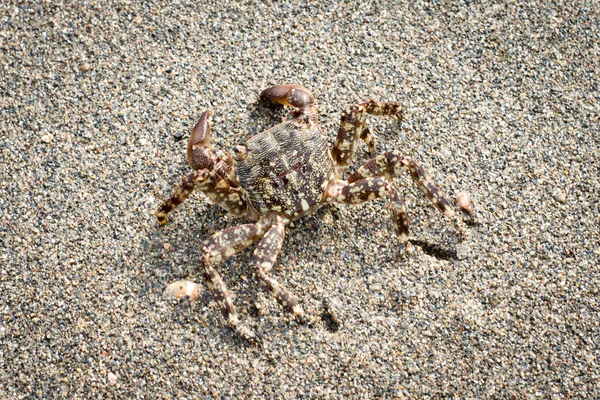Crab on the beach — Stock Photo, Image