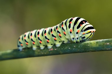 Papilio machaon