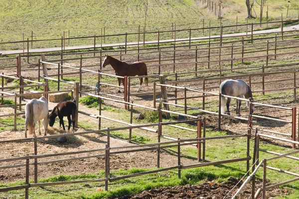 stock image Horses