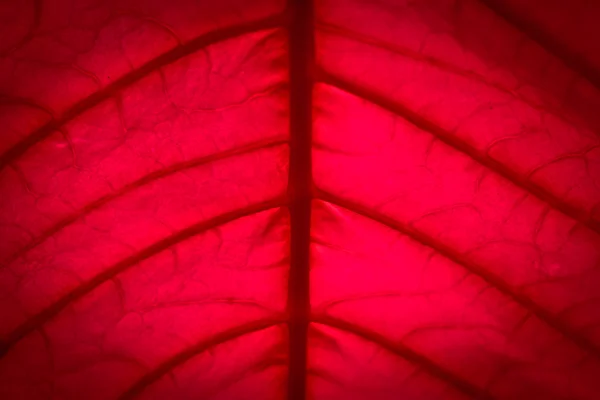 Texture des feuilles rouges — Photo
